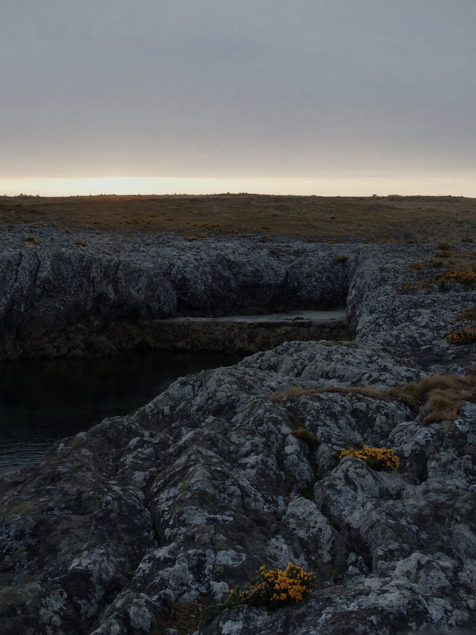 Low wind-pruned gorse on grey rock above a stone landing at dusk.