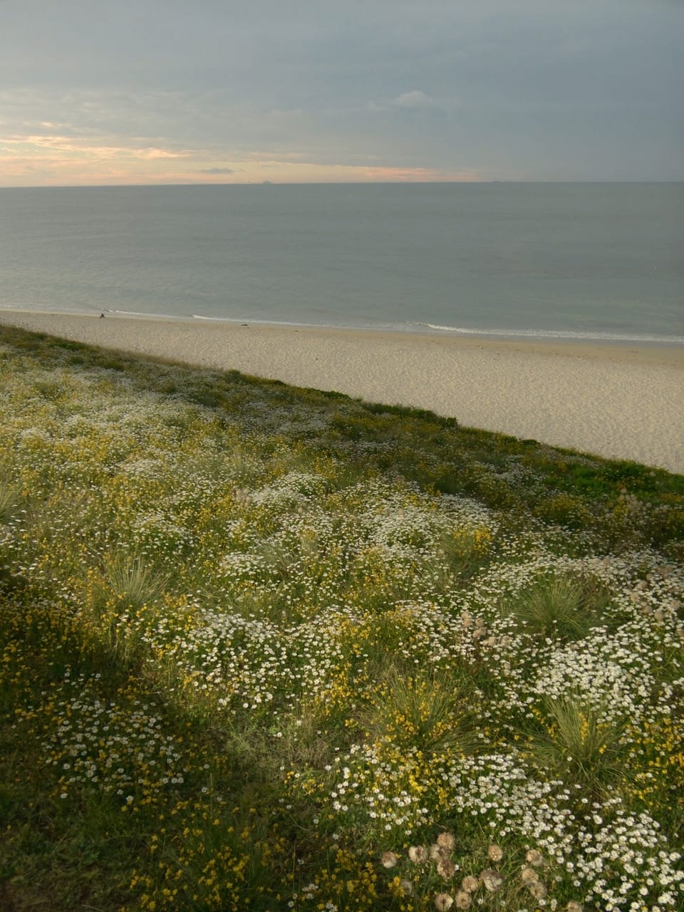 Coastal grassland in flower running down to a pale beach under low dusk light.
